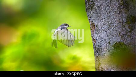 Der europäische Rattenfänger Ficedula hypoleuca bringt Essen zum Nest für die Jungen, das beste Foto. Stockfoto