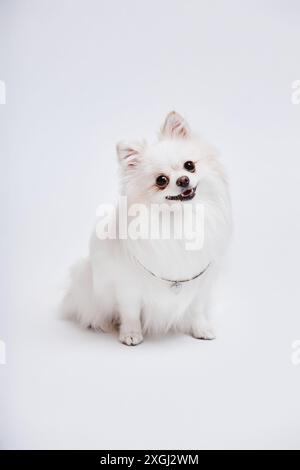 Vertikale Studio-Aufnahme von glücklicher Creme pommerschen Hund, der silberne Halskette mit herzförmigem Anhänger trägt, sitzt isoliert auf weißem Hintergrund, Kopierraum Stockfoto