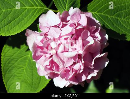 große blatthortensie, französische Hortensie, Lacecap Hortensie, Mophead Hortensie, Penny mac, Gartenhortensie, Hortensie macrophylla, Kerti hortenzia Stockfoto