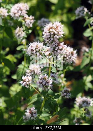 Oregano, wilder Marjoram, Origan, Origanum vulgare, szurokfű, Ungarn, Magyarország, Europa Stockfoto