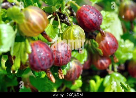 Nahaufnahme von reifenden Bio-Stachelbeerzweigen im Garten am Sommertag nach dem Gießen Stockfoto