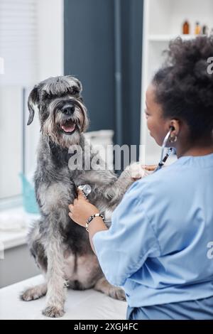 Vertikaler über-Schulter-Schuss einer afroamerikanischen Tierärztin, die den Herzschlag eines Salz-und-Pfeffer-Schnauzer-Hundes hört, der während der Untersuchung in der Klinik auf dem Tisch sitzt Stockfoto