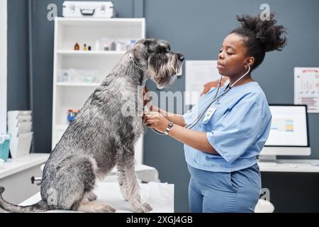 Seitenaufnahme eines großen Salz-und-Pfeffer-Schnauzers auf Untersuchungstisch und Afroamerikanerin, die den Herzschlag des Hundes mit Stethoskop gegen blaue Wand im Tierarztbüro hört Stockfoto