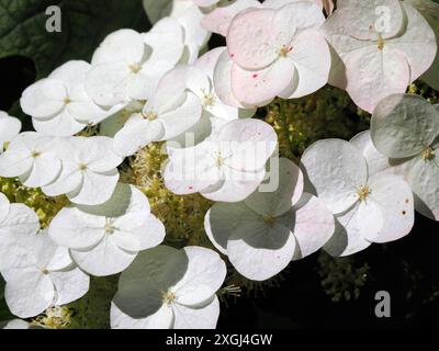 hortensia, hortensia, hortensia à feuilles de Chêne, tölgylevelű hortenzia, Hydrangea quercifolia, Ungarn, Magyarország, Europa Stockfoto