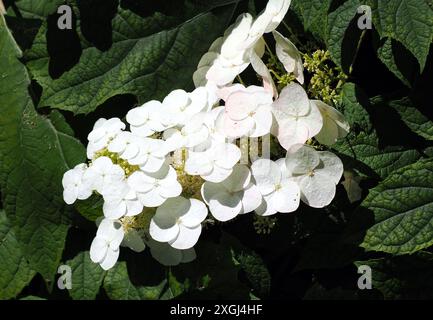 hortensia, hortensia, hortensia à feuilles de Chêne, tölgylevelű hortenzia, Hydrangea quercifolia, Ungarn, Magyarország, Europa Stockfoto
