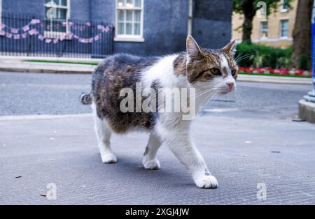 London, Großbritannien. Juli 2024. Larry, die Katze und Chief Mouser zum Finanzministerium, streift in der Downing Street. Er lernt Keir Starmer und seine Familie kennen, als sie in die Downing Street ziehen. Quelle: Karl Black/Alamy Live News Stockfoto