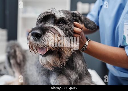 Nahaufnahme eines kranken Salz-und-Pfeffer-Schnauzer-Hundes mit ausgehängter Zunge während einer ärztlichen Behandlung in der modernen Klinik Stockfoto