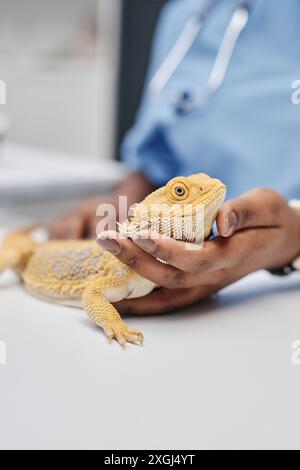 Vertikale Seitenansicht Porträt eines glücklichen bärtigen Drachen, der mit einem Auge in der Hand der weiblichen Tierärztin der schwarzen Ethnizität in die Kamera schaut, Fokus auf Stachelschuppen, Kopierraum Stockfoto