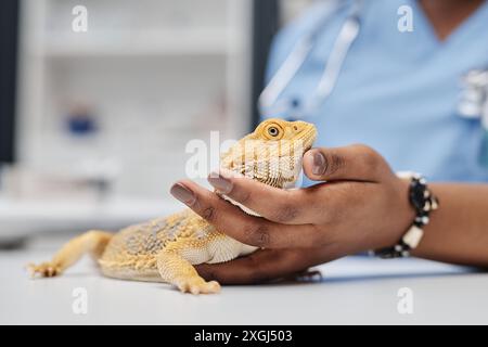 Seitenansicht Porträt eines gesunden bärtigen Drachen, der den Kopf nach oben auf dem Untersuchungstisch in der Hand eines weiblichen Reptilienarztes in der Arztpraxis hält, Kopierraum Stockfoto