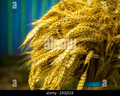 Eine Nahaufnahme, die die komplizierten Details reifer Weizenstiele vor einem von der Natur inspirierten Hintergrund festhält. Stockfoto