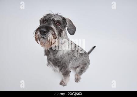 Hochwinkelaufnahme eines Standard-Schnauzer-Hundes in Salz-und-Pfeffer-Farbe mit niedlichem Bart in Sitzposition auf weißem Hintergrund, Blick auf Kamera isoliert im Studio, Fokus auf Hundegesicht, Kopierraum Stockfoto