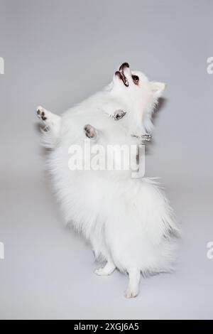 Vertikaler Schuss des flauschigen weißen pommerschen Hundes auf den Hinterbeinen, die im Studio isoliert auf weißem Hintergrund spielen, Kopierraum Stockfoto