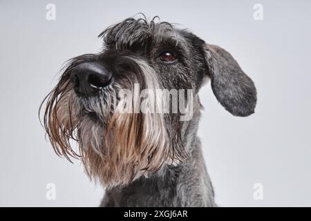 Nahaufnahme eines erwachsenen silbernen Schnauzer-Hundes mit niedlichem Bart, der die Kamera mit einem Auge im Studio auf weißem Hintergrund betrachtet Stockfoto