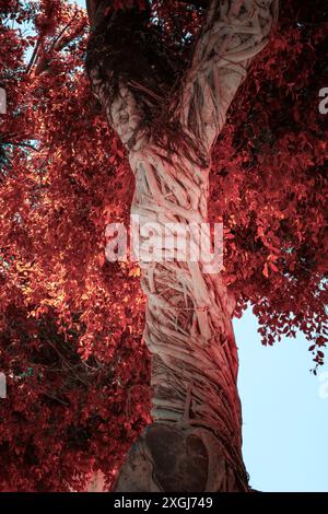 Nahaufnahme eines verdrehten Baumstamms, umgeben von leuchtend rotem Laub, der die komplexe Schönheit der Natur und die einzigartigen Strukturen zeigt. Stockfoto