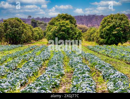 obstgarten mit Mangobäumen, Kohl-Feld vorne, afrikanischer Bauernhof Stockfoto