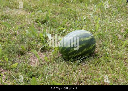 Wassermelone lag auf dem Gras auf dem Feld Stockfoto