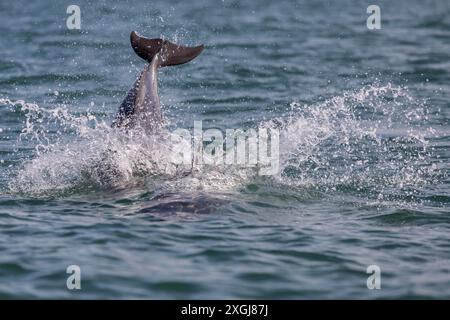 Wilder Delfinschwanz bricht die Oberfläche des Ozeans Stockfoto
