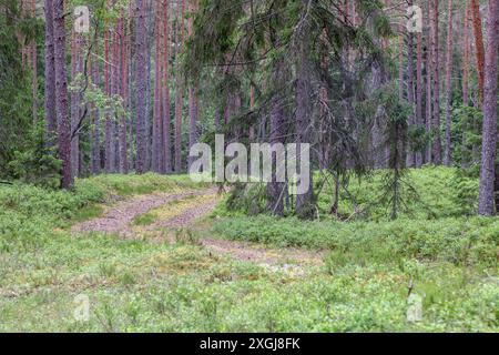 Nadelwald im Frühling mit Wanderweg Stockfoto