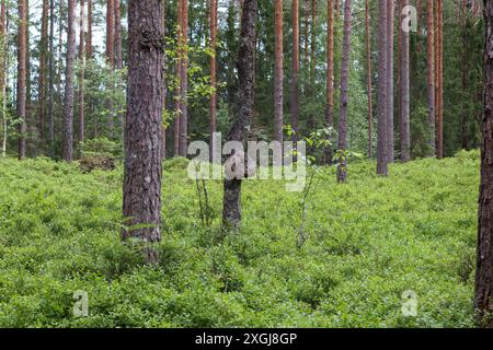 Die Bäume im Wald nördlich von ihm sind bewachsen Stockfoto