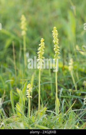 Moschusorchidee, Herminium monorchis, mehrere in einem Fleck im kurzen Gras, Noar Hill, Selborne, Großbritannien Stockfoto