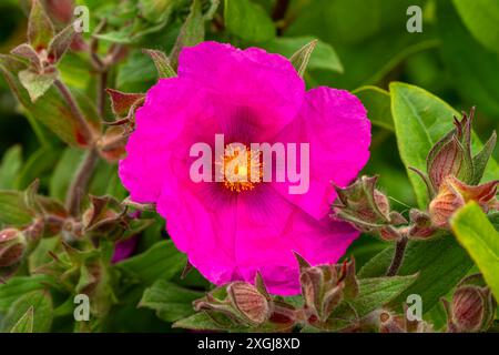 Cistus pulverulentus „Sunset“, eine im Sommer blühende immergrüne Strauchpflanze mit einer zisrosa Sommerblume, die allgemein als Felsenrose bekannt ist, mit einem ph-wert Stockfoto