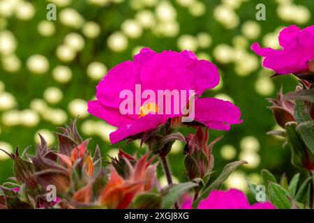 Cistus pulverulentus „Sunset“, eine im Sommer blühende immergrüne Strauchpflanze mit einer zisrosa Sommerblume, die allgemein als Felsenrose bekannt ist, mit einem ph-wert Stockfoto