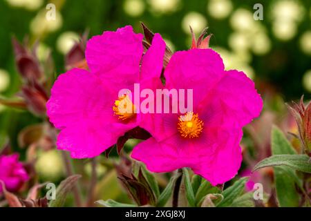 Cistus pulverulentus „Sunset“, eine im Sommer blühende immergrüne Strauchpflanze mit einer zisrosa Sommerblume, die allgemein als Felsenrose bekannt ist, mit einem ph-wert Stockfoto