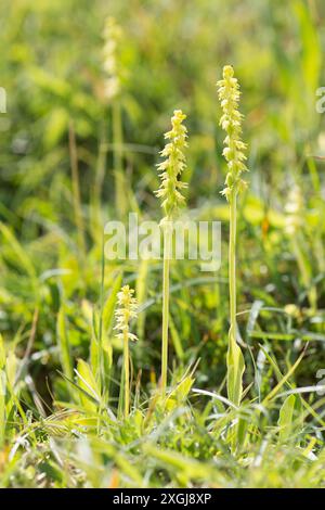 Moschusorchidee, Herminium monorchis, mehrere in einem Fleck im kurzen Gras, Noar Hill, Selborne, Großbritannien Stockfoto