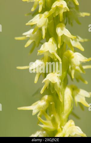 Moschusorchidee, Herminium monorchis, Nahaufnahme von Blumen in Blütenspitze, Blumenkopf, Noar Hill, Selborne, Großbritannien Stockfoto