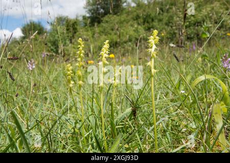 Weitwinkelansicht der Moschusorchidee im Habitat mit Himmelsbild, Herminium monorchis, mehrere in einem Fleck im kurzen Gras, Noar Hill, Selborne, Großbritannien Stockfoto