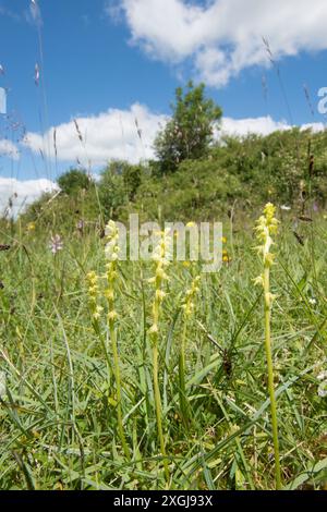 Weitwinkelansicht der Moschusorchidee im Habitat mit Himmelsbild, Herminium monorchis, mehrere in einem Fleck im kurzen Gras, Noar Hill, Selborne, Großbritannien Stockfoto