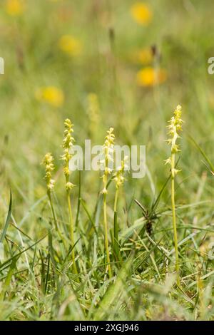 Moschusorchidee, Herminium monorchis, mehrere in einem Fleck im kurzen Gras, Noar Hill, Selborne, Großbritannien Stockfoto