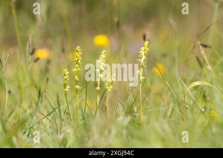 Moschusorchidee, Herminium monorchis, mehrere in einem Fleck im kurzen Gras, Noar Hill, Selborne, Großbritannien Stockfoto