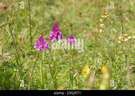 Pyramidalorchidee, Anacamptis pyramidalis, drei zusammen in erstklassigem Zustand, Noar Hill, Selborne Stockfoto