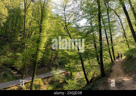 Europa, Luxemburg, Grevenmacher, der Müllerthal Trail und der Schwarze Ernz in der Nähe des Schiessentumpel Wasserfalls Stockfoto