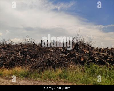 Ein großer Haufen von Ästen in einem ländlichen Gebiet unter teilweise bewölktem Himmel Stockfoto