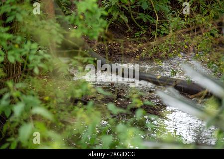 Amersham, Großbritannien. Juli 2024. Das Wasser der Themse fließt seit über 3.500 Stunden aus den Amersham Balancing Tanks in den River Misbourne. Sie haben heute wieder dort entlassen. Flussabwärts von den Ableitungen riecht ein Abwasser aus dem Fluss Misbourne im Dorf Chalfont St Giles in Buckinghamshire. Es gibt deutliche Hinweise auf Klärpilz im River Misbourne, einem seltenen Kalkstrom, und entlang der Ufer. Thames Water hat 158 Millionen Pfund an die Aktionäre gezahlt, obwohl sie 15 Milliarden Pfund schulden. Thames Water hat gesagt, dass sie bis Mai 2025 kein Bargeld mehr haben werden. CEO von Thames Water, CH Stockfoto