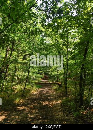 Ein Schotterweg schlängelt sich durch einen dichten Wald, Sonnenlicht betäubt den Boden. Vertikales mobiles Foto. Sstkvertical Stockfoto