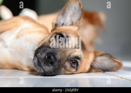 Kleiner brauner Haushund, der auf dem Boden liegt und mit traurigem Blick auf die Kamera blickt Stockfoto