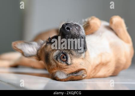 Kleiner brauner Haushund, der auf dem Boden liegt und mit traurigem Blick auf die Kamera blickt Stockfoto