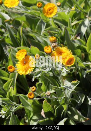 Pentanema oculus-christi, Syn. Inula oculus-christi, Asteraceae. Europa und Westasien. Stockfoto