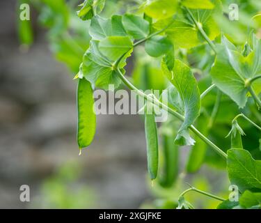 Selbst angebaute Bio-Süßerbsenpflanzen (Pisum sativum), die auf dem Beet in einem Gemüsegarten wachsen. Schoten junger grüner Erbsen. Frische, hellgrüne Erbsenschoten. Stockfoto