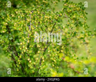 Stachelbeeren (Ribes uva-crispa) wachsen auf einem Busch. Grüne Stachelbeeren (Ribes uva-crispa) im Garten. Frischer Haufen natürlicher Früchte, die auf Zweigen wachsen Stockfoto