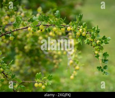 Stachelbeeren (Ribes uva-crispa) wachsen auf einem Busch. Grüne Stachelbeeren (Ribes uva-crispa) im Garten. Frischer Haufen natürlicher Früchte, die auf Zweigen wachsen Stockfoto