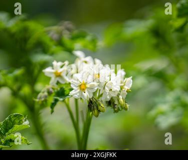 Blühende Kartoffel. Kartoffelblüten wachsen in der Pflanze. Weiße blühende Kartoffelblume auf dem Bauernhof. Schließen Sie organische Gemüseblüten. Stockfoto