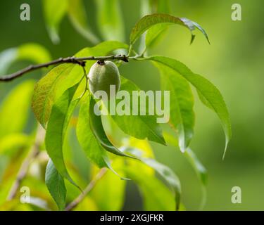 Nahaufnahme einer grünen Pfirsichfrucht, Prunus persica, die sich auf einem Baumzweig entwickelt. Pfirsichzweig mit grünen Blättern und unreifen Früchten im Obstgarten. Stockfoto