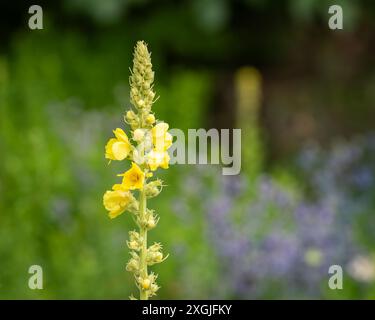 Gemeine Mauleinblüten blühen im Garten am Sommertag. Großer Mullein - Verbascum thapsus, hohe gelbe Wildblume. Stockfoto