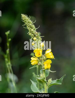 Gemeine Mauleinblüten blühen im Garten am Sommertag. Großer Mullein - Verbascum thapsus, hohe gelbe Wildblume. Stockfoto