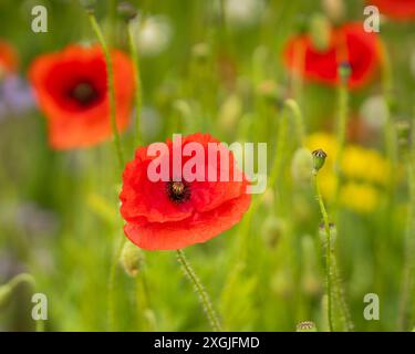 Rote Mohnblume Nahaufnahme auf unscharfem Mohnfeld Hintergrund. Feldmohn (Papaver rhoeas), auch bekannt als Feldmohn, Nahaufnahme einer einzigen Blume. Stockfoto