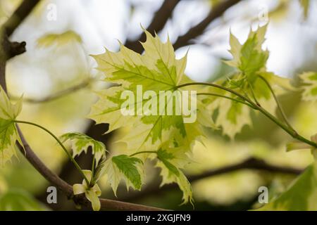 Grünes und weißes Laub von Norway Maple 'drummondii' - Acer platanoides Variegata. Nahaufnahme der Ahornblätter Stockfoto